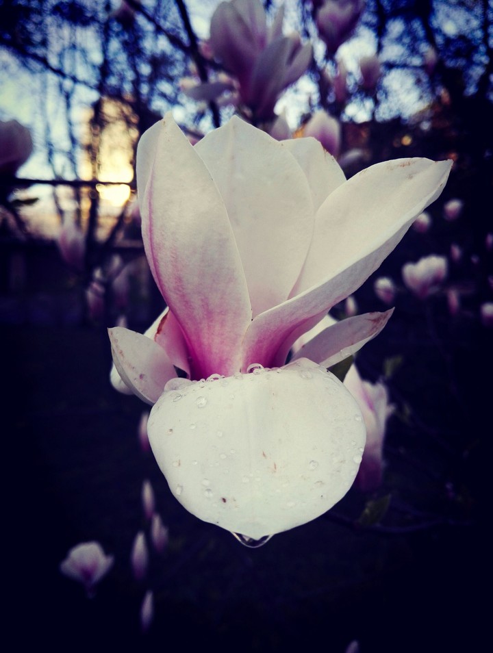 Magnolia