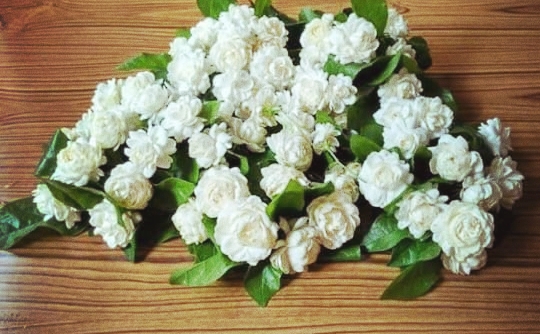white rose