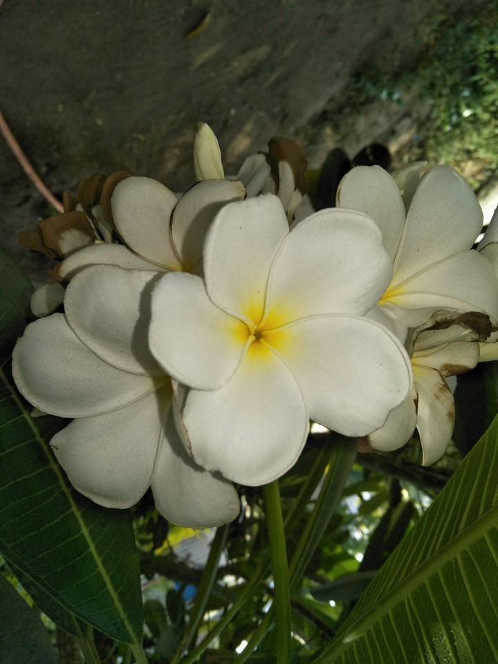 happy(khusi)