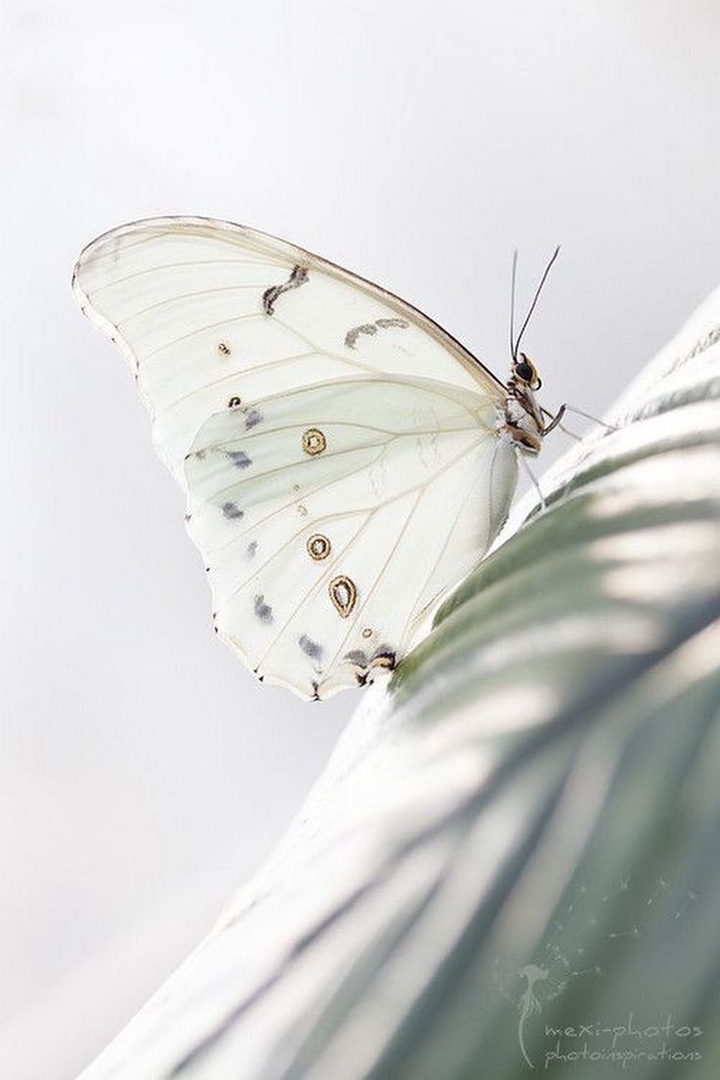 mariposa
