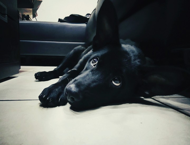 Cute dog