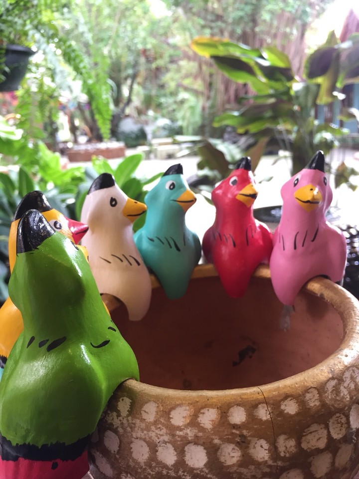 they are meeting birds