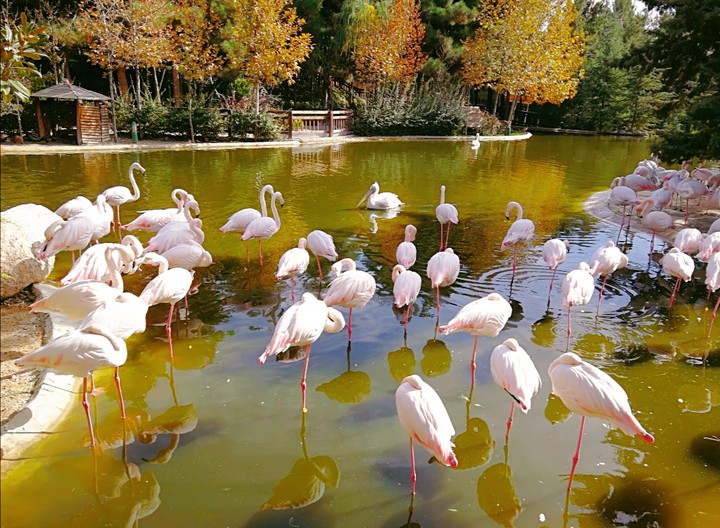 Flamingos