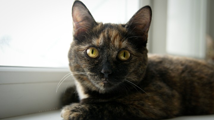 Cat 3