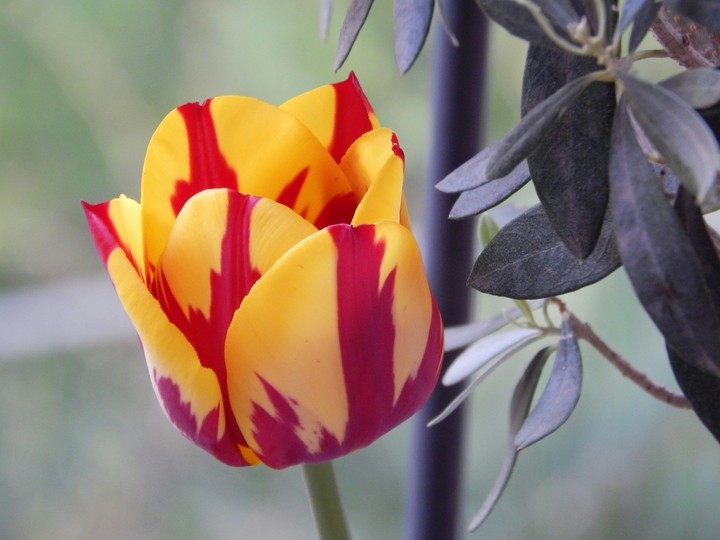 Yellow red and green