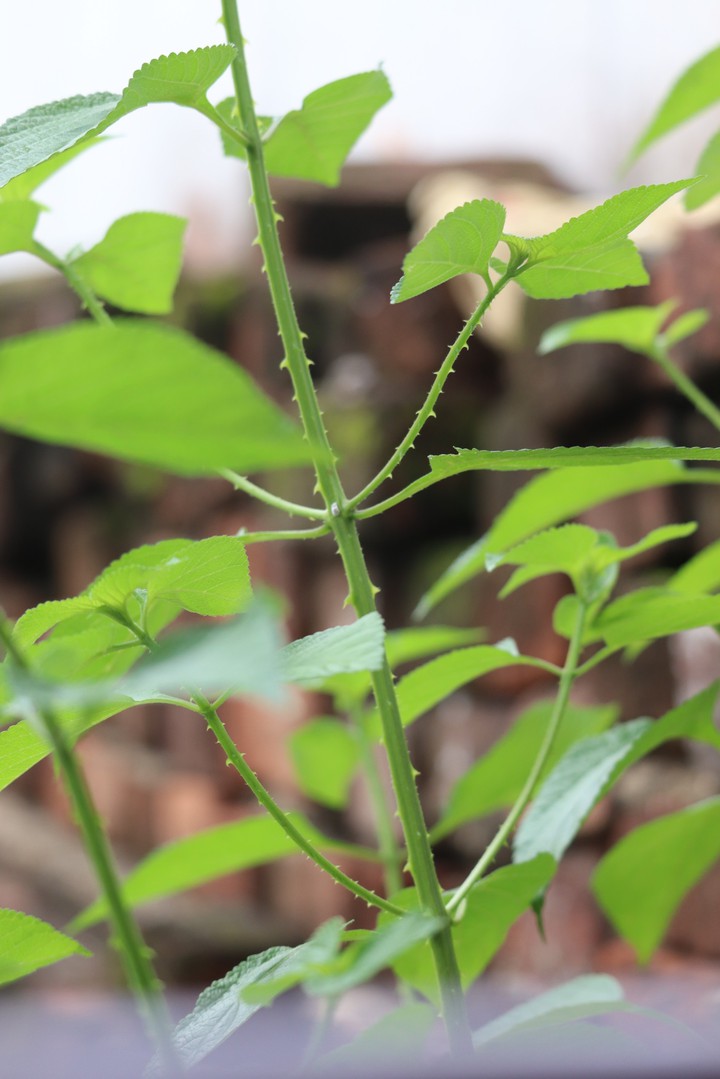 the plant is good without a flower.