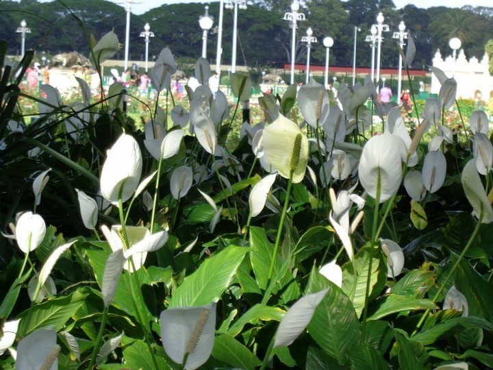 Anthurium garden
