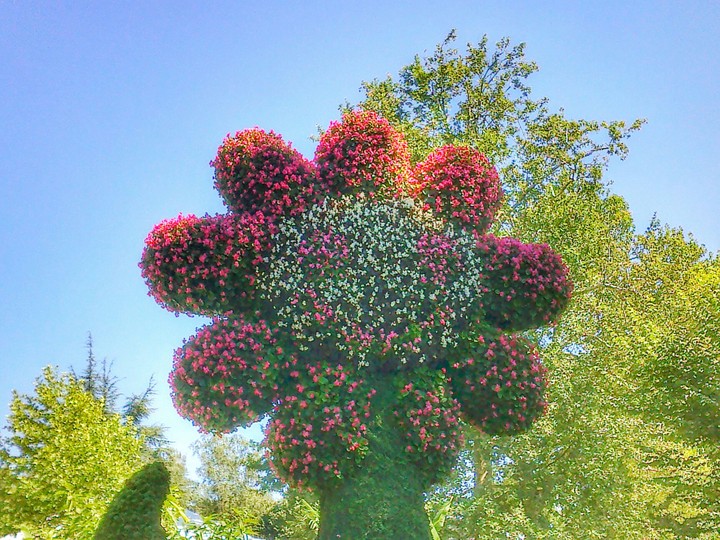 happy flower