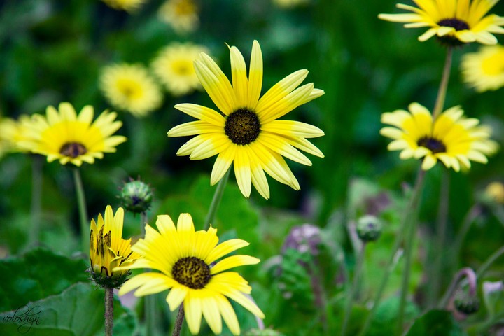 flores, цветок