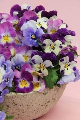 fiori
