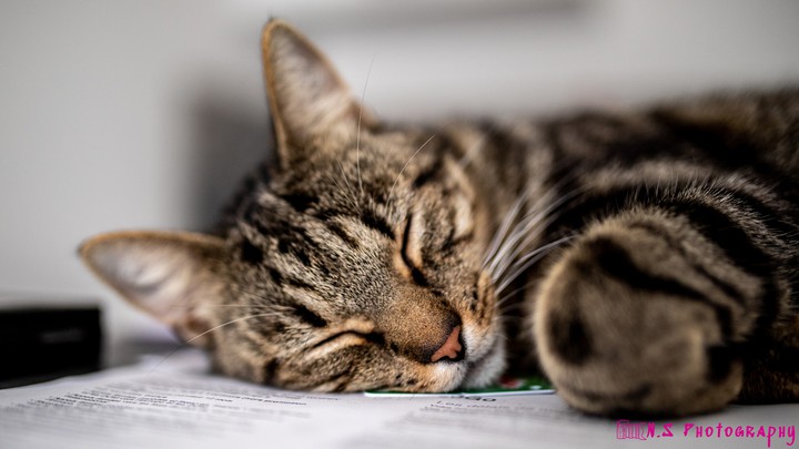 chat