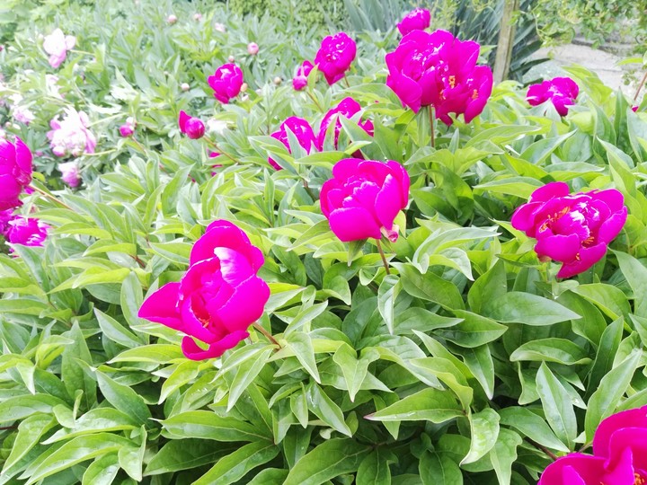 #Flower