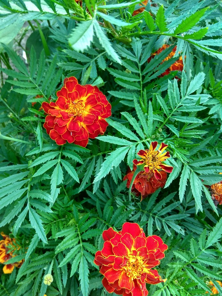 Flowers Marigolds