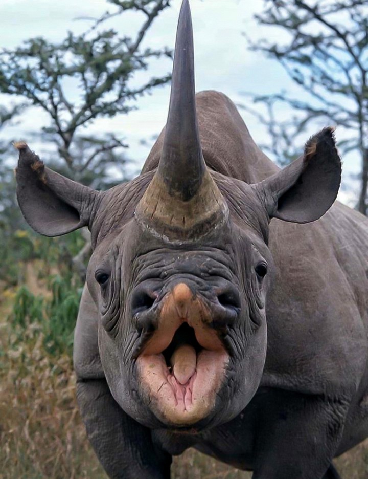 YO