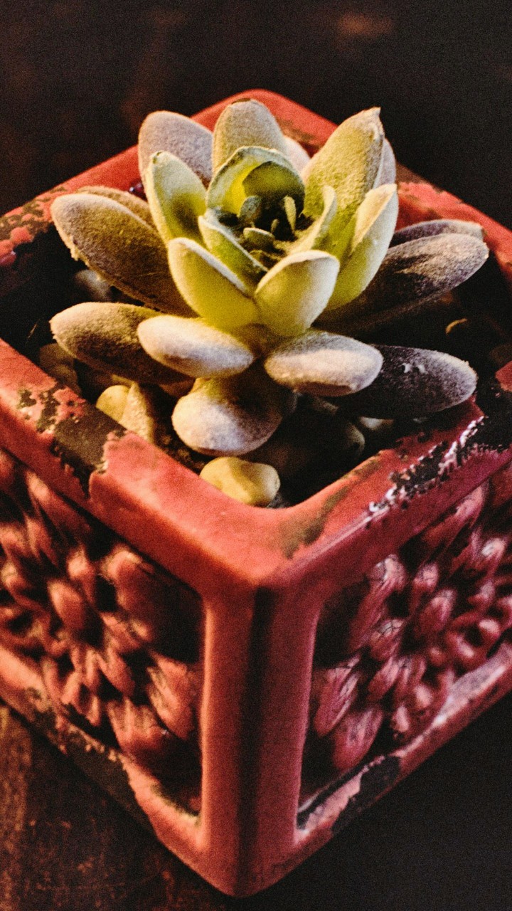 A Planters Box