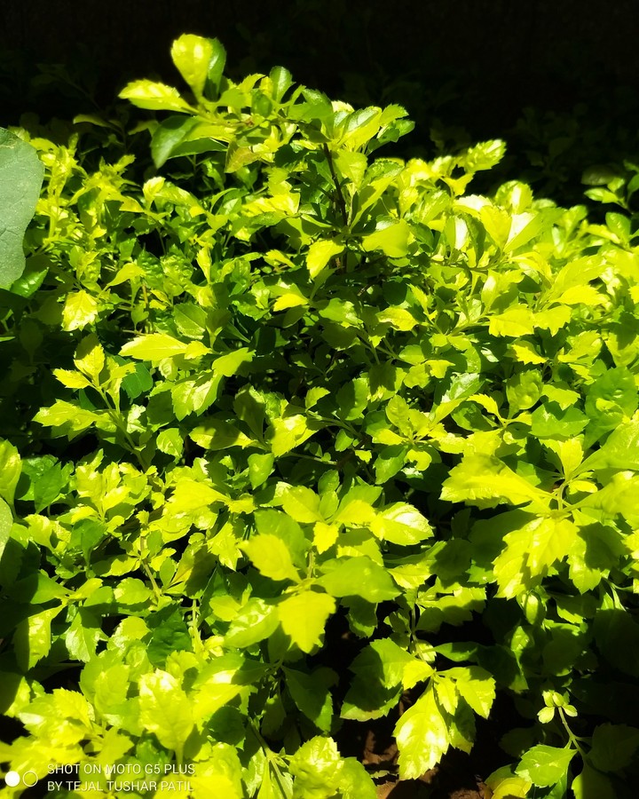 leaves