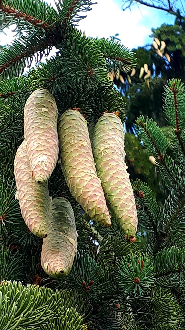 pinecones
