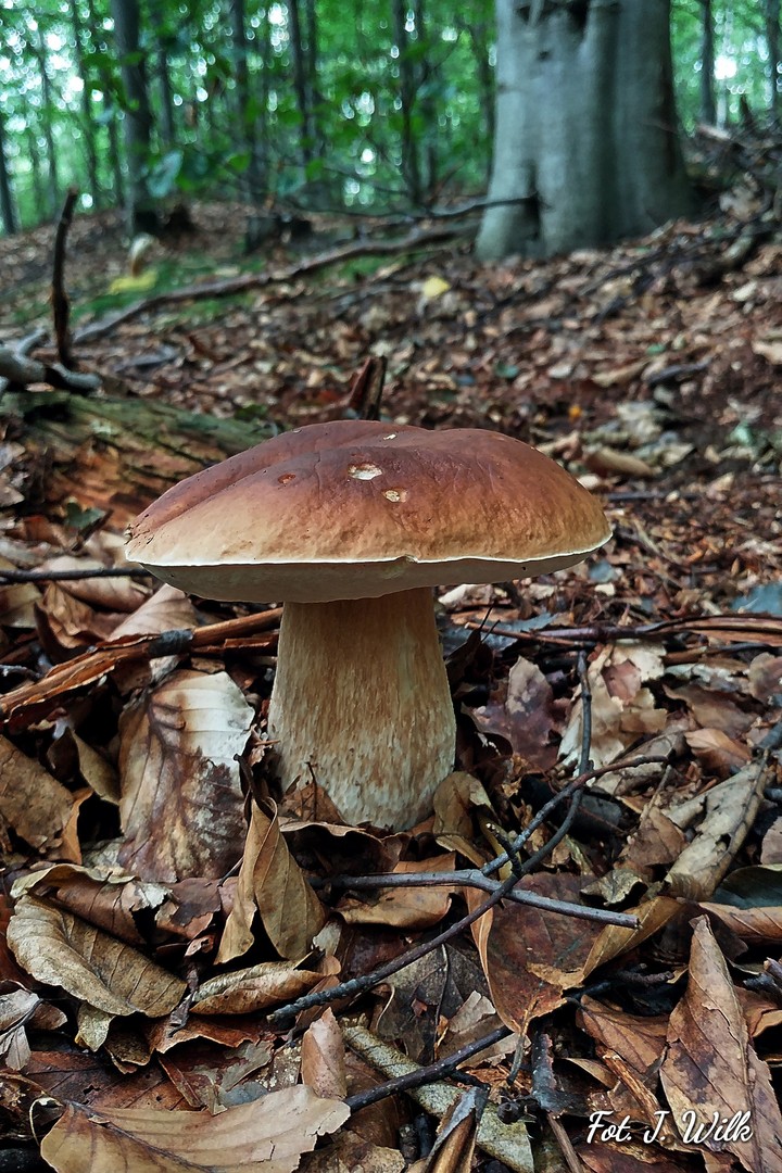Borowik