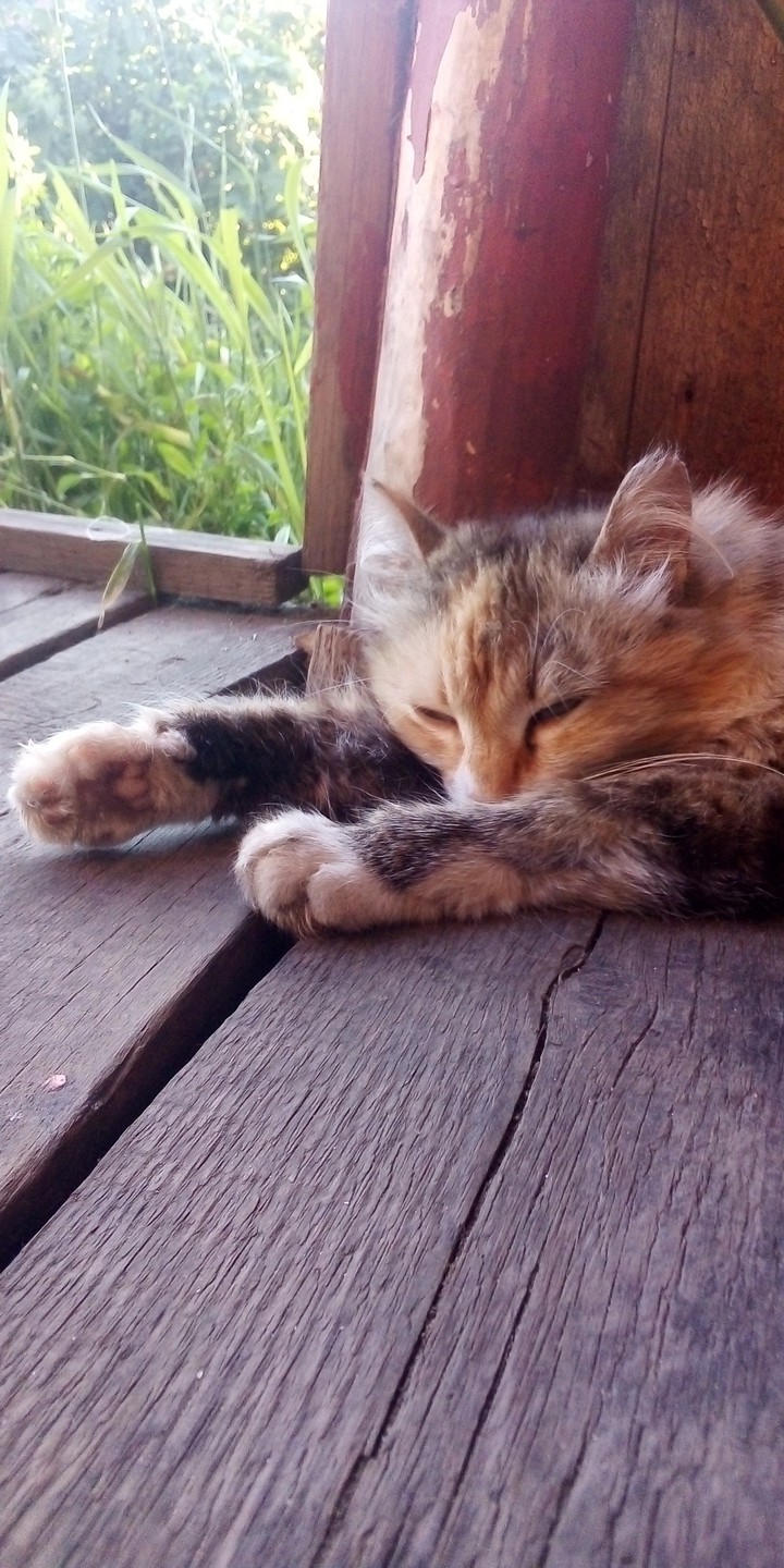 Cat