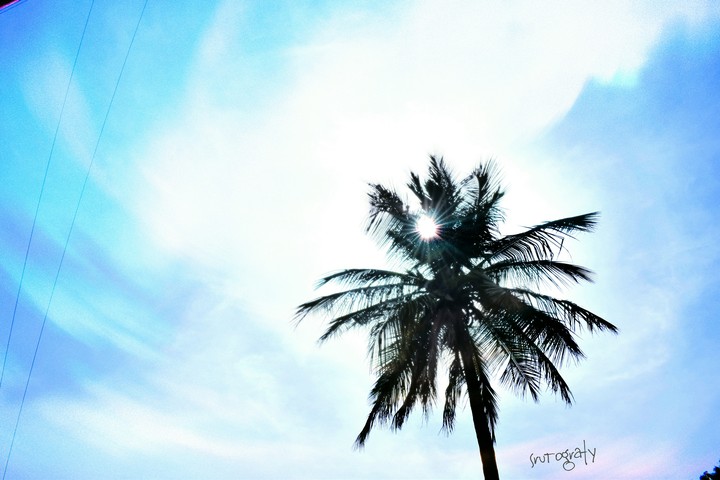 coconut tree