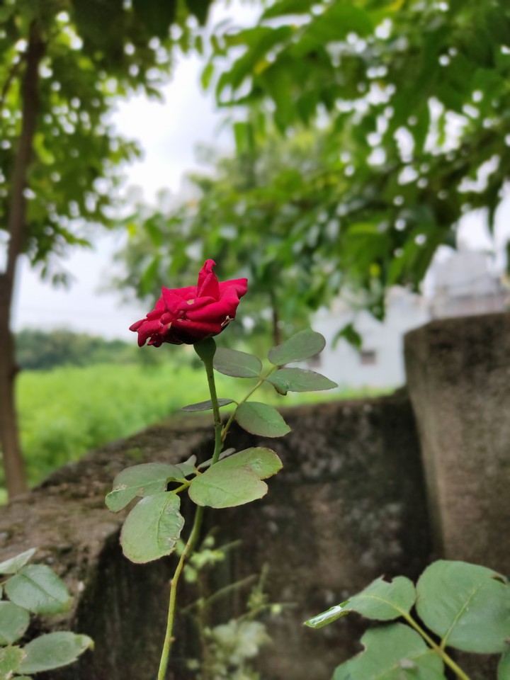 red rose