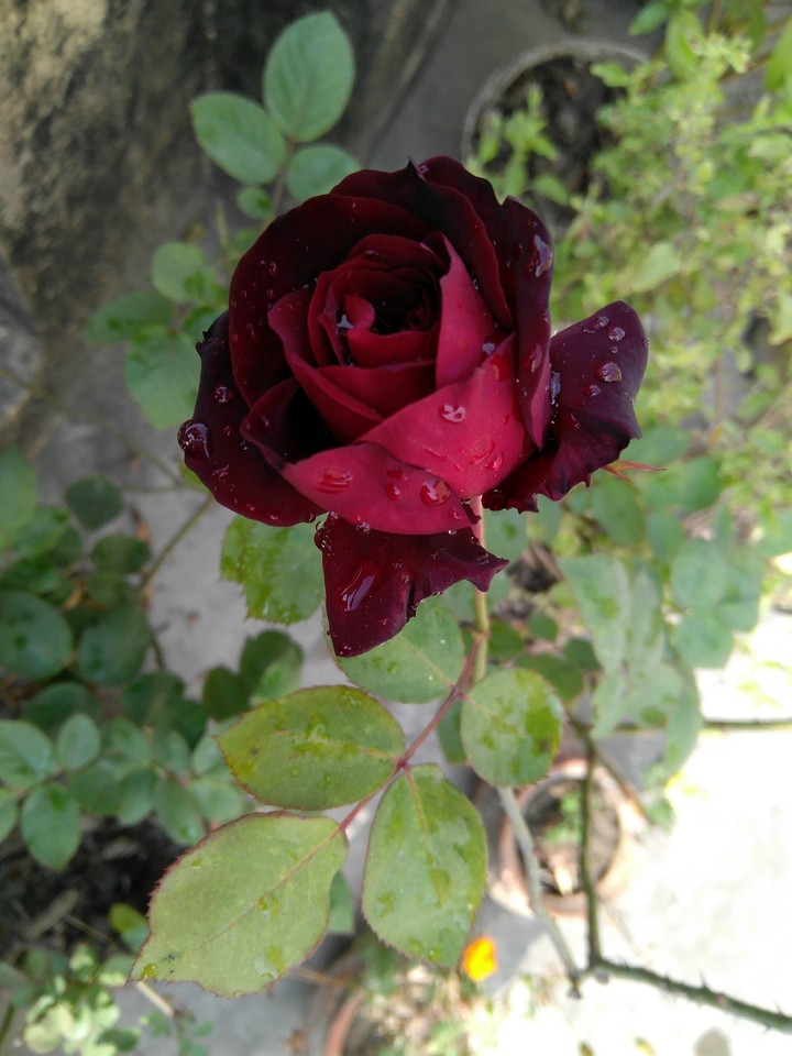 Rose1