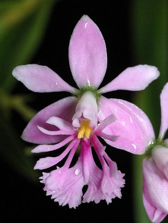 Purple flower.