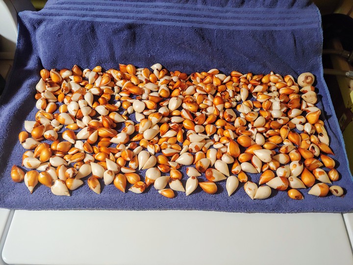 tulip bulbs