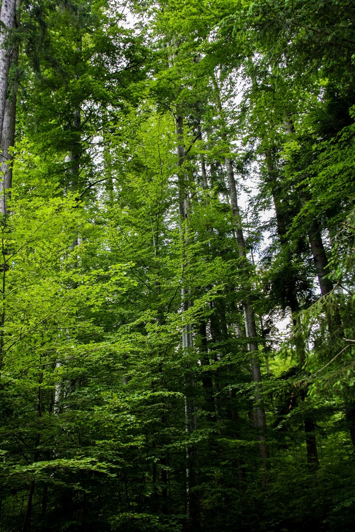 Trees