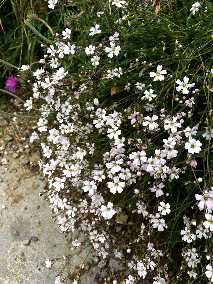 mountain flowers