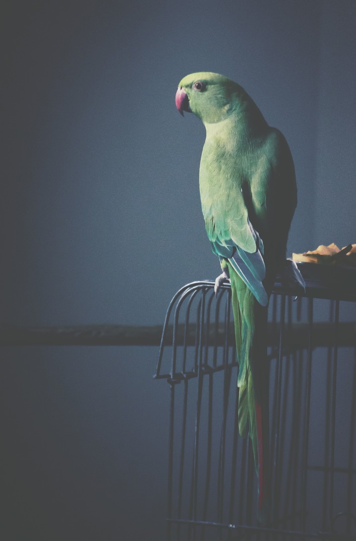 Parrot Love