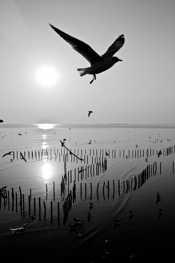 Black bird