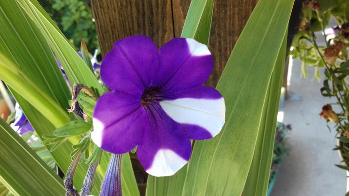 flower