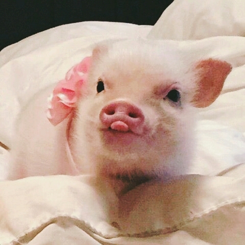 cute piggy