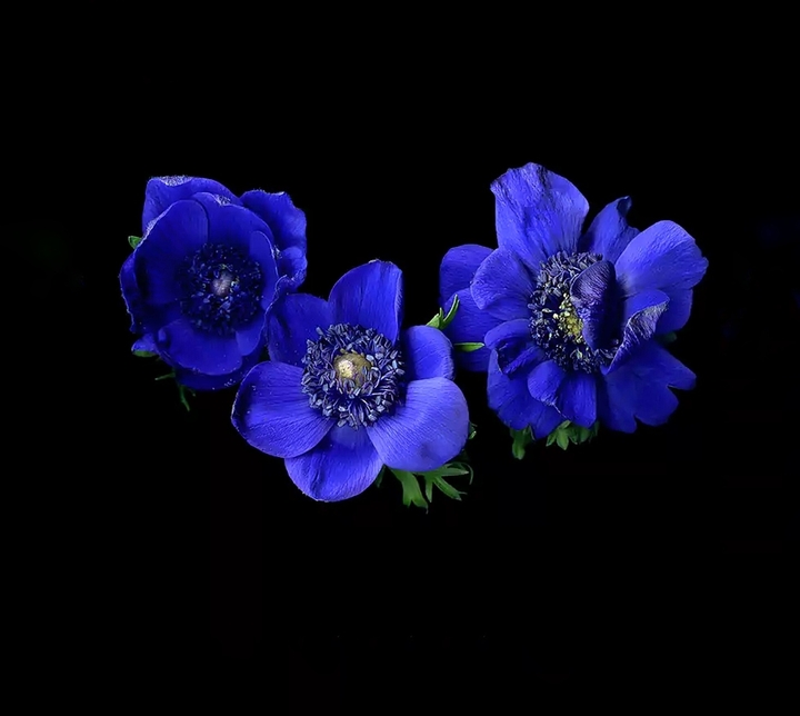 anemone