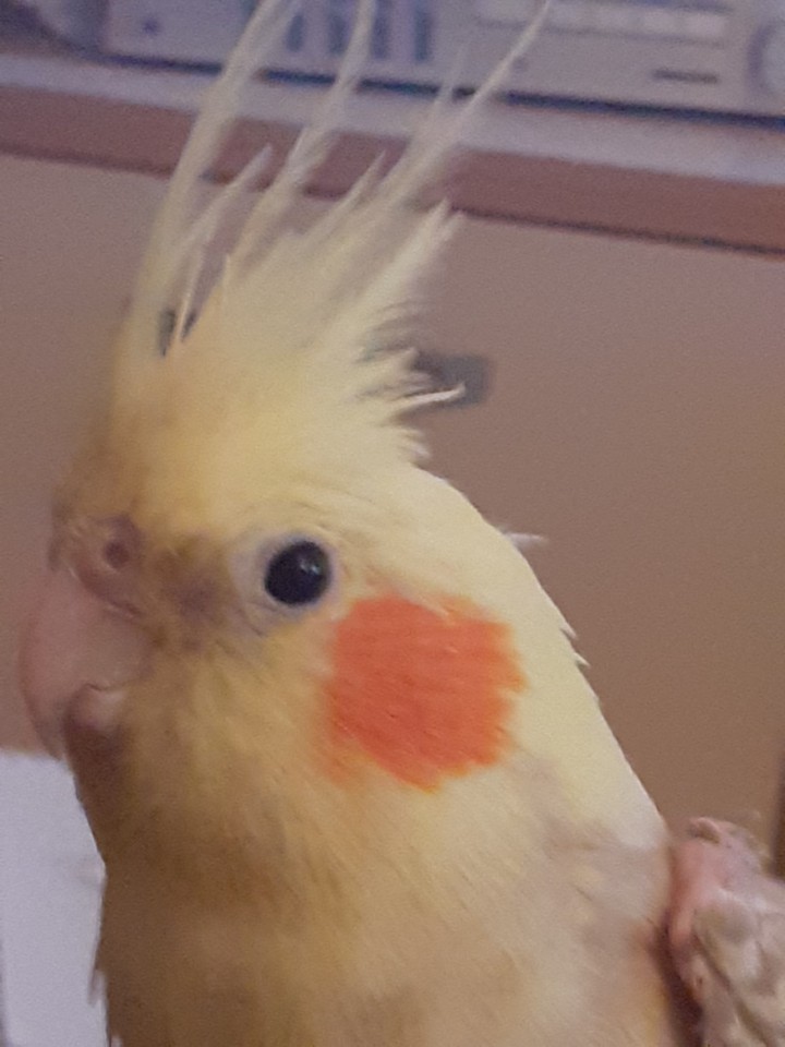 Our lovely Phoebe ( Fibi)
