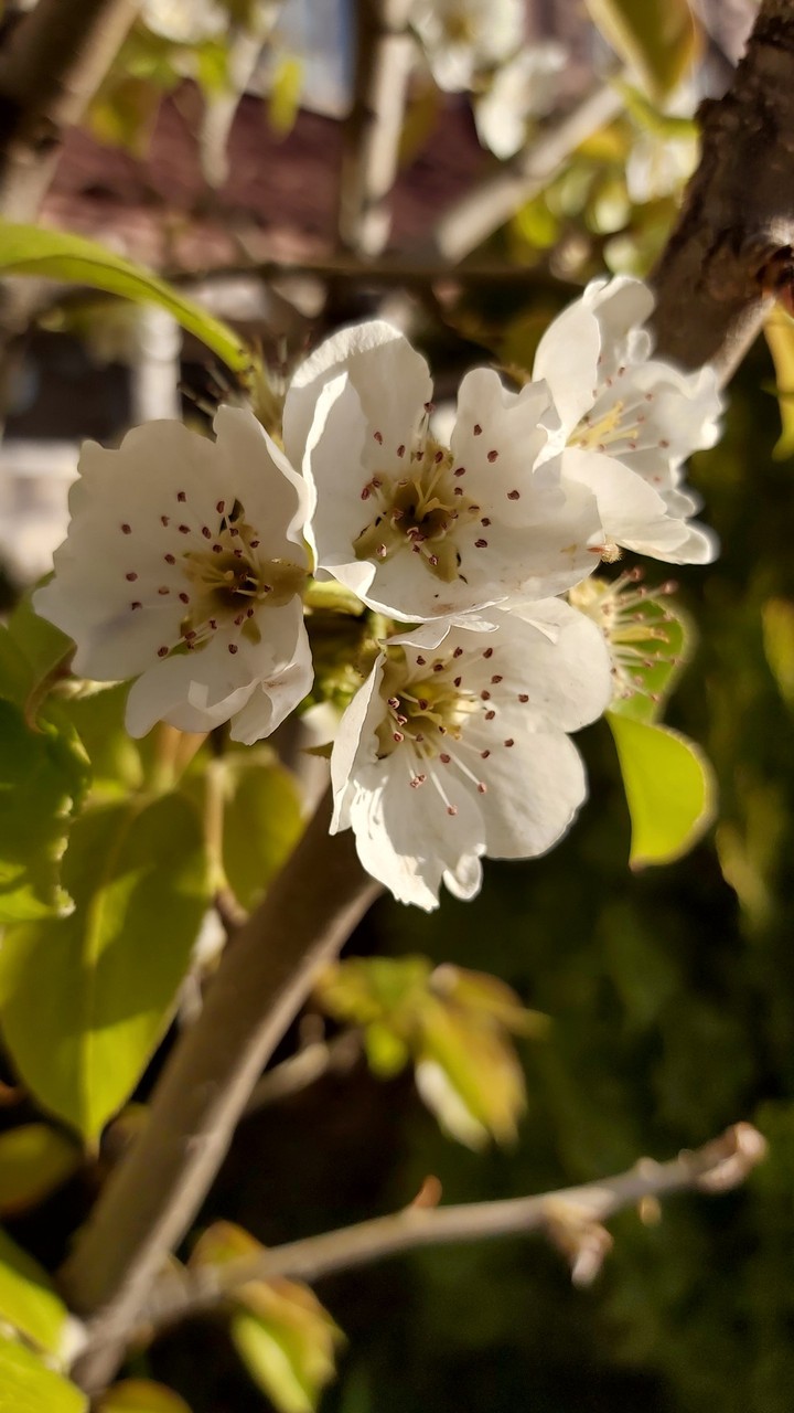 blossoms