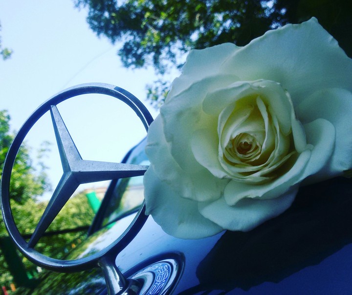 Mercedes-benz and rose