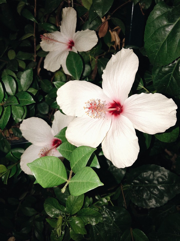 white flowers