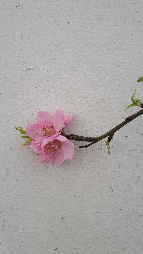 ♡ SPRING FLOWER ♡