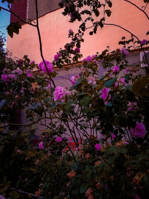 rose