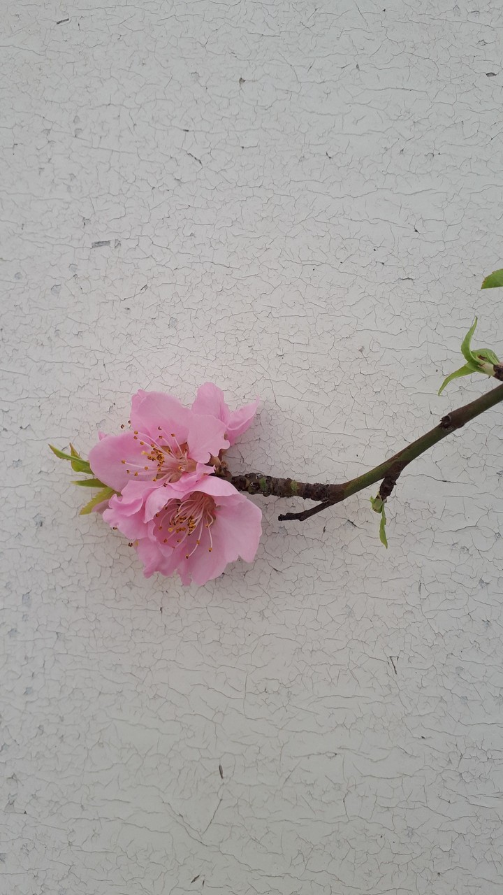 ♡ SPRING FLOWER ♡