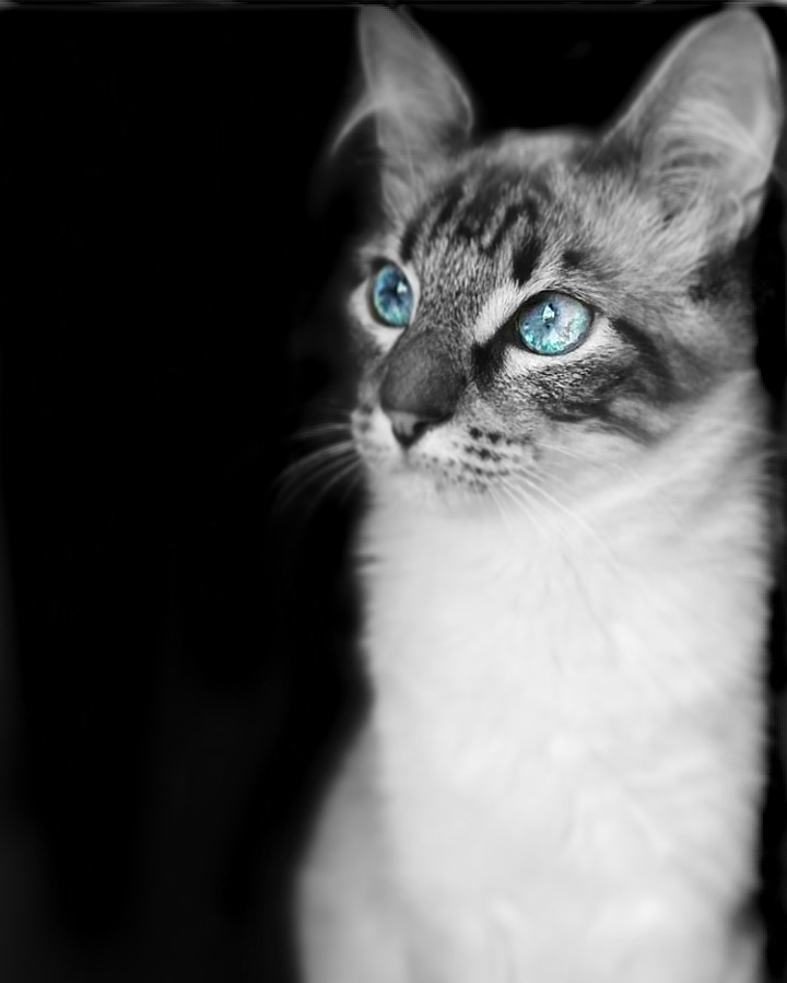 My cat