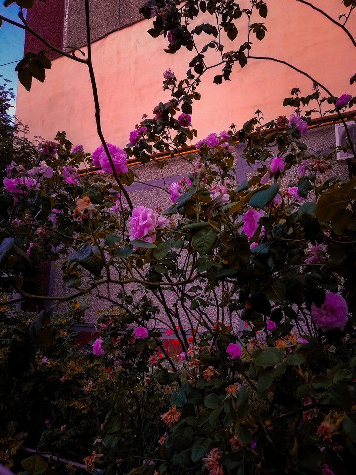 rose