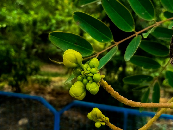 nature of beauty