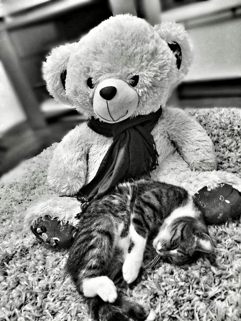 toy, cat háttérképek