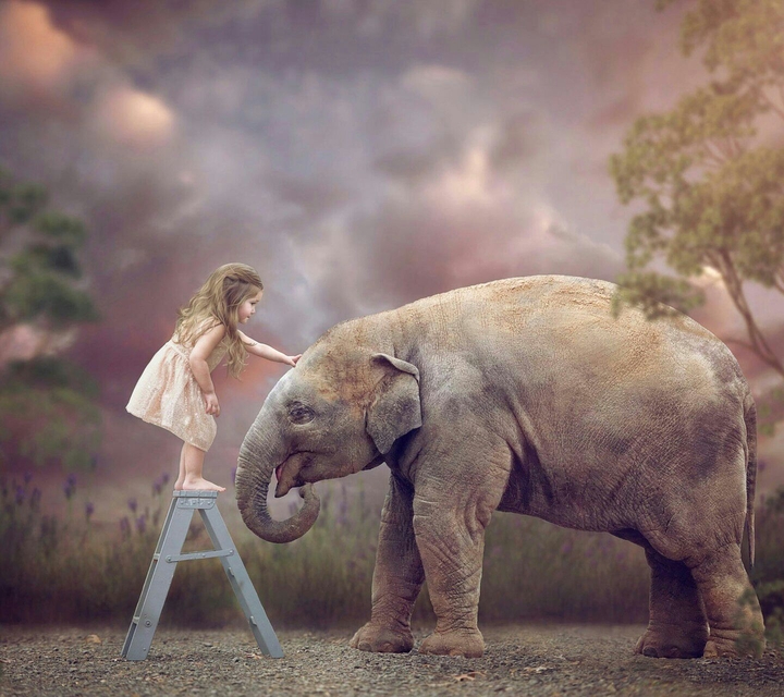 elephants