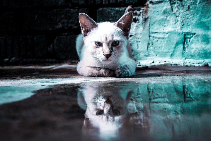 cat