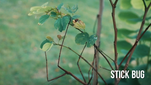 stick Bug world largest
