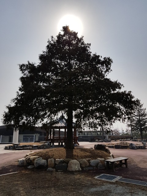 a tree & sun
